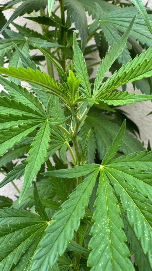 LEMON ZKITTLEZ  X  NORTHERN LIGHTS. Week 14