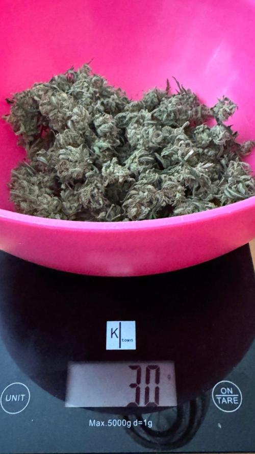 ORANGE BUTT | DUTCH PASSION | AUTO. Week 9 - dry