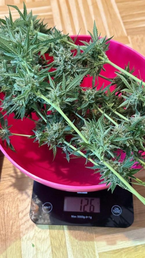 ORANGE BUTT | DUTCH PASSION | AUTO. Week 9 - wet