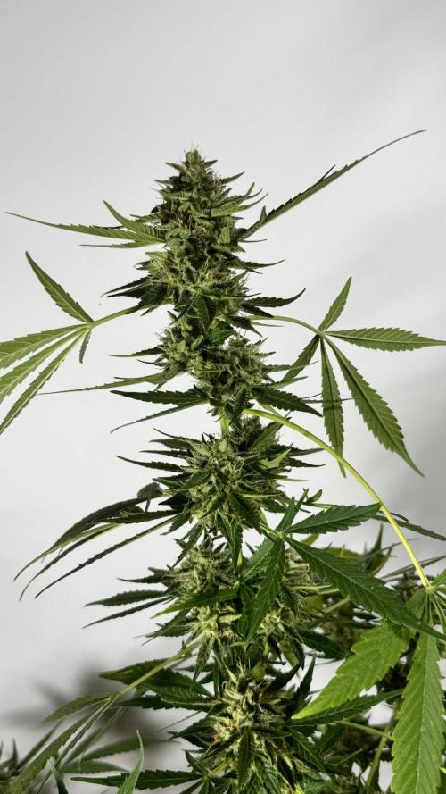 ORANGE BUTT | DUTCH PASSION | AUTO. Week 9