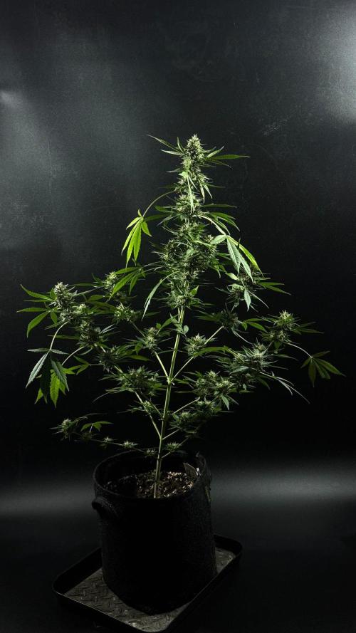 ORANGE BUTT | DUTCH PASSION | AUTO. Week 9