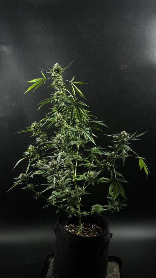 ORANGE BUTT | DUTCH PASSION | AUTO. Week 9