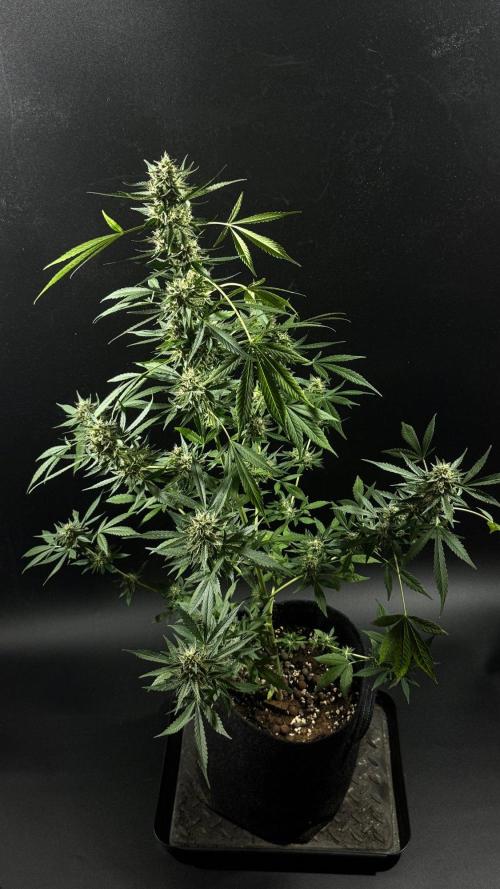 ORANGE BUTT | DUTCH PASSION | AUTO. Week 9
