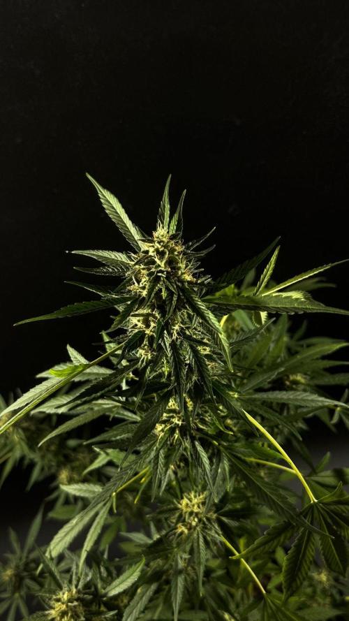 ORANGE BUTT | DUTCH PASSION | AUTO. Week 9