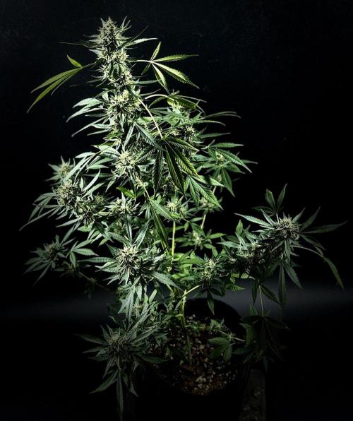 ORANGE BUTT | DUTCH PASSION | AUTO. Week 9