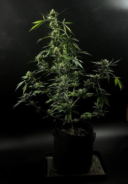 ORANGE BUTT | DUTCH PASSION | AUTO. Week 9