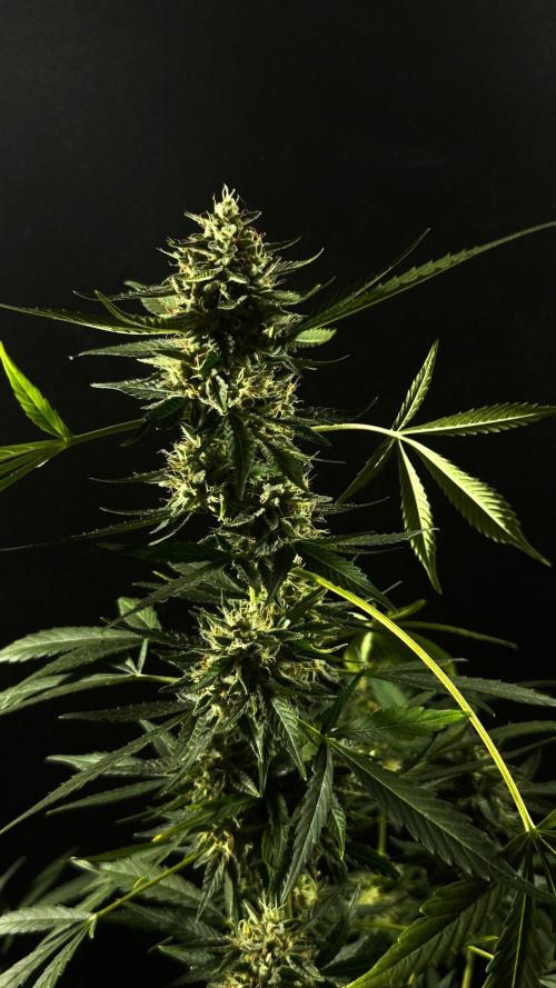 ORANGE BUTT | DUTCH PASSION | AUTO. Week 9