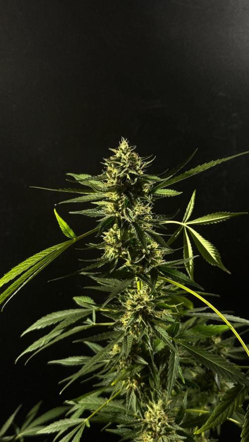 ORANGE BUTT | DUTCH PASSION | AUTO. Week 9