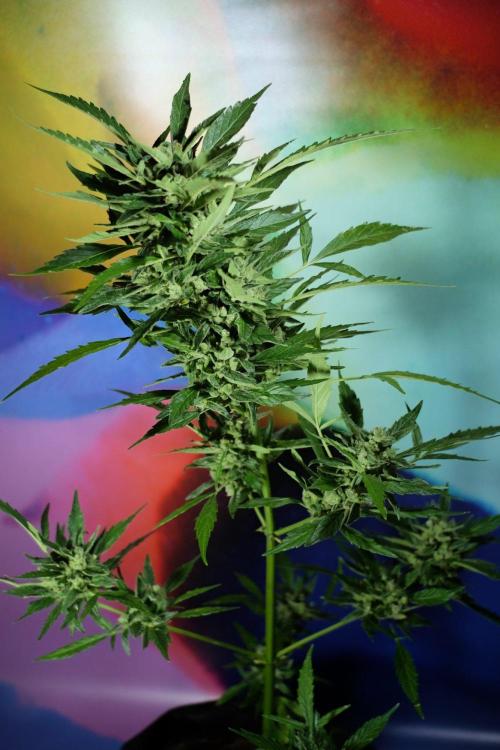 Z-UP AUTO | FAST BUDS | OUTDOOR. Week 9