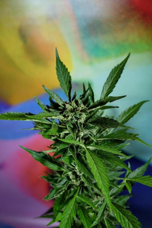 Z-UP AUTO | FAST BUDS | OUTDOOR. Week 9