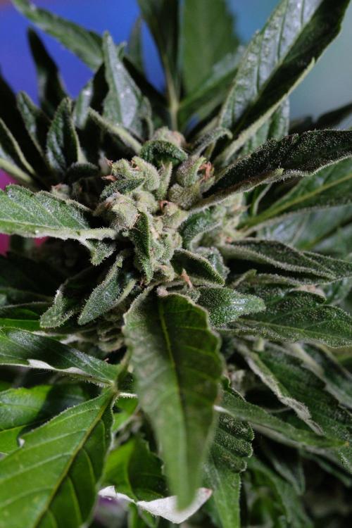 Z-UP AUTO | FAST BUDS | OUTDOOR. Week 9
