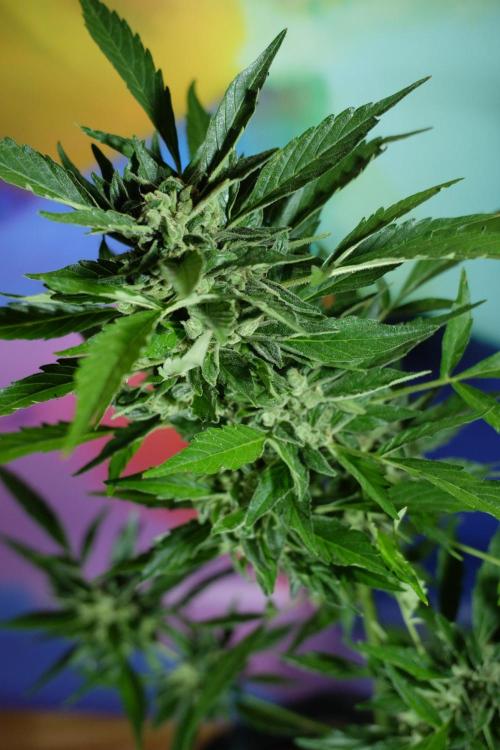Z-UP AUTO | FAST BUDS | OUTDOOR. Week 9