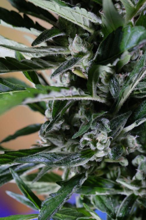 Z-UP AUTO | FAST BUDS | OUTDOOR. Week 9