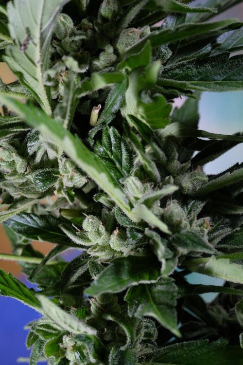 Z-UP AUTO | FAST BUDS | OUTDOOR. Week 9