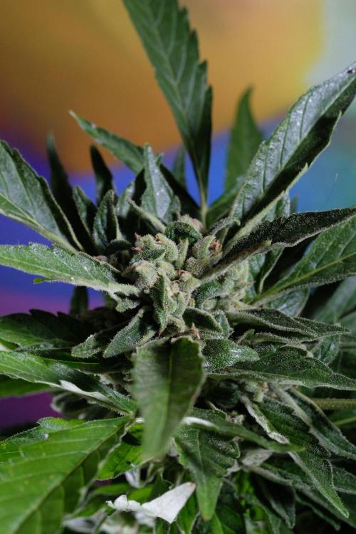 Z-UP AUTO | FAST BUDS | OUTDOOR. Week 9
