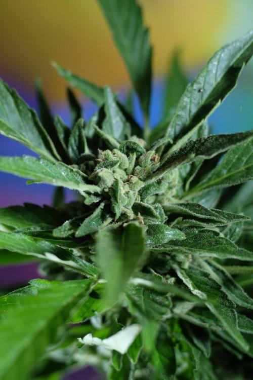 Z-UP AUTO | FAST BUDS | OUTDOOR. Week 9