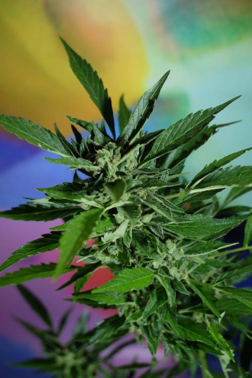 Z-UP AUTO | FAST BUDS | OUTDOOR. Week 9