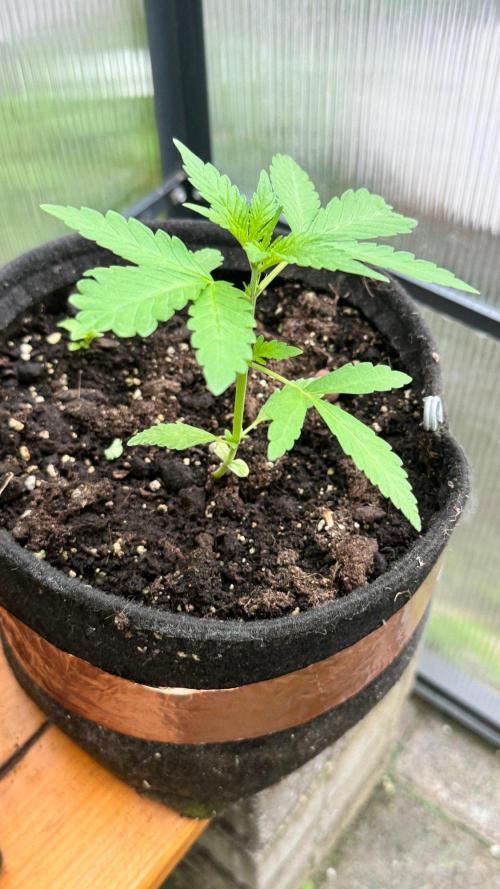 BLUEBERRY CANDIEZ AUTO | SENSI SEEDS. Week 5