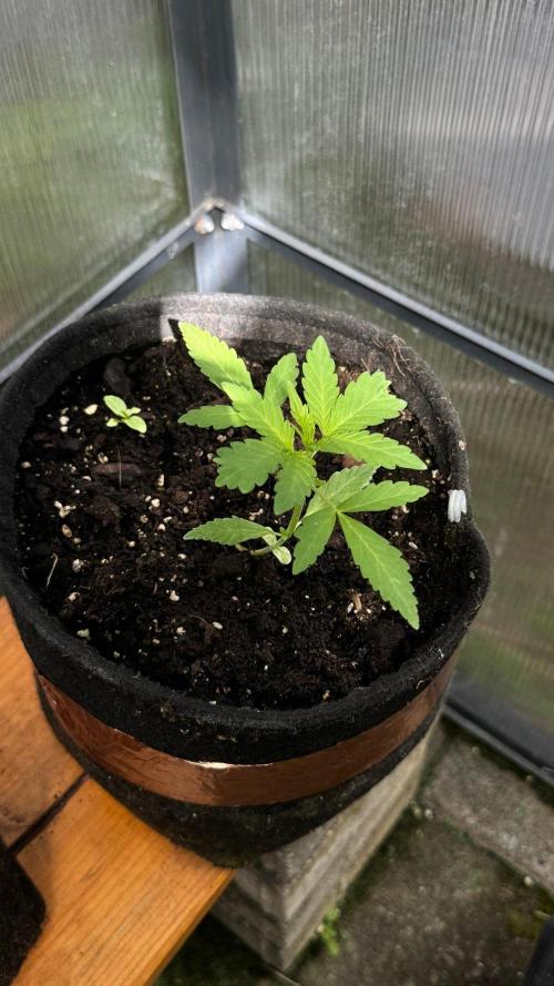 BLUEBERRY CANDIEZ AUTO | SENSI SEEDS. Week 5