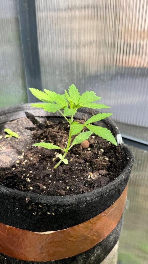 BLUEBERRY CANDIEZ AUTO | SENSI SEEDS. Week 5