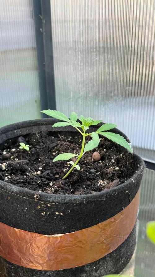 BLUEBERRY CANDIEZ AUTO | SENSI SEEDS. Week 5
