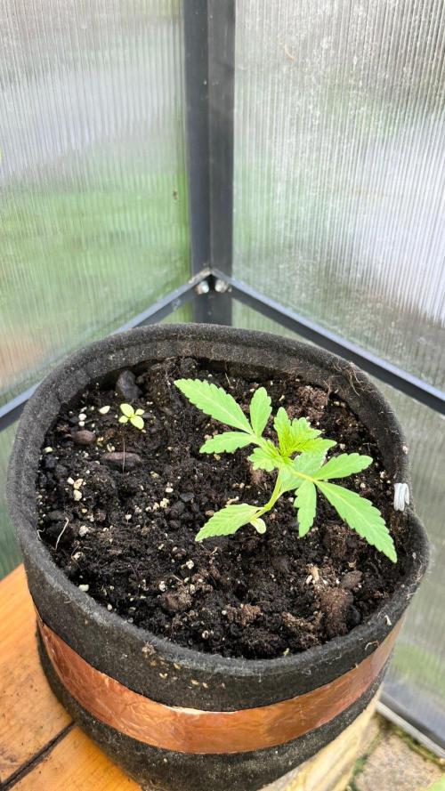 BLUEBERRY CANDIEZ AUTO | SENSI SEEDS. Week 5