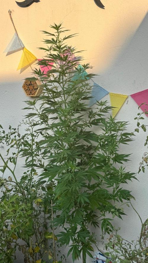 LEMON ZKITTLEZ  X  NORTHERN LIGHTS. Week 15