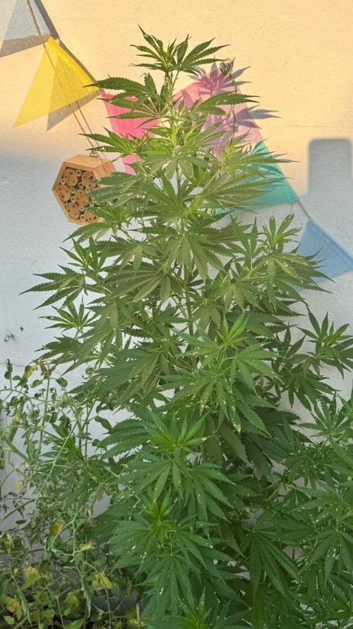 LEMON ZKITTLEZ  X  NORTHERN LIGHTS. Week 15