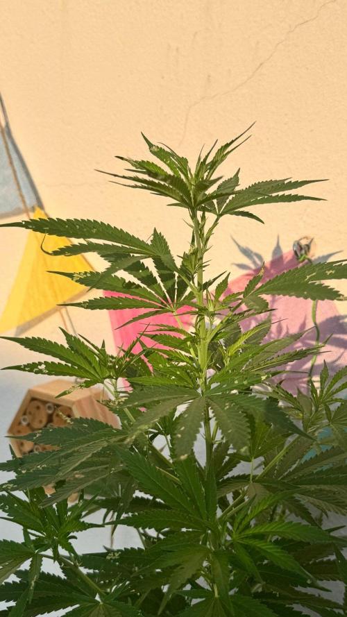 LEMON ZKITTLEZ  X  NORTHERN LIGHTS. Week 15