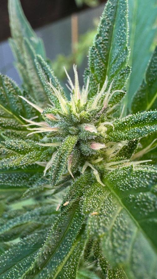 GUAVE RF3 | FAST BUDS | AUTO. Week 5