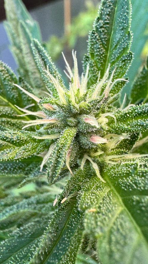 GUAVE RF3 | FAST BUDS | AUTO. Week 5