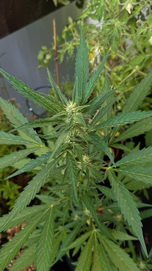 GUAVE RF3 | FAST BUDS | AUTO. Week 5