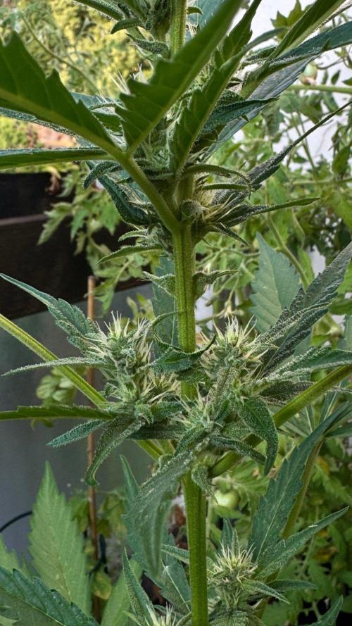 GUAVE RF3 | FAST BUDS | AUTO. Week 5