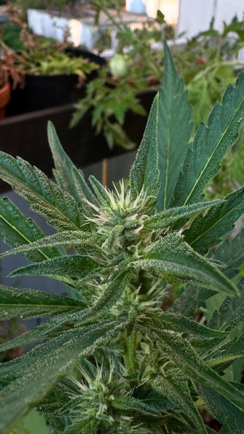 GUAVE RF3 | FAST BUDS | AUTO. Week 5