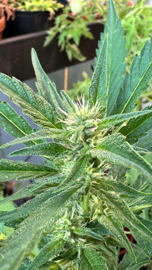 GUAVE RF3 | FAST BUDS | AUTO. Week 5