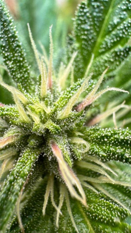 GUAVE RF3 | FAST BUDS | AUTO. Week 5