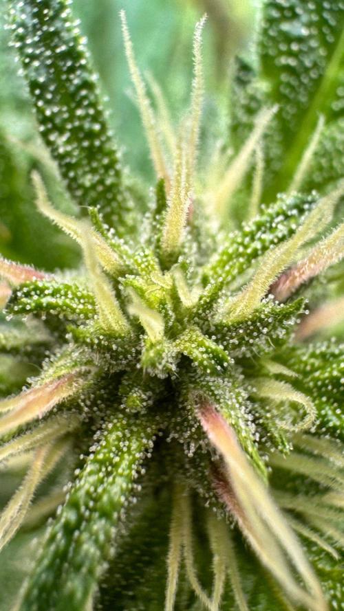 GUAVE RF3 | FAST BUDS | AUTO. Week 5