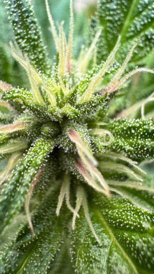 GUAVE RF3 | FAST BUDS | AUTO. Week 5