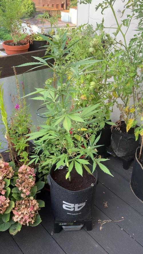 GUAVE RF3 | FAST BUDS | AUTO