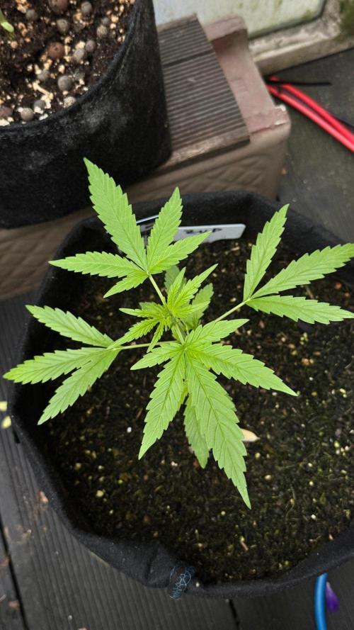 Z-UP AUTO | FAST BUDS | OUTDOOR. Week 2