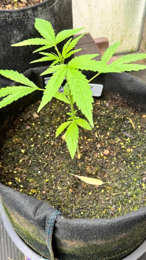 Z-UP AUTO | FAST BUDS | OUTDOOR. Week 2