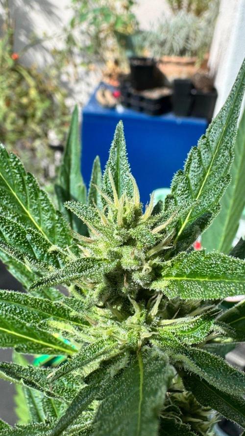 GUAVE RF3 | FAST BUDS | AUTO. Week 6