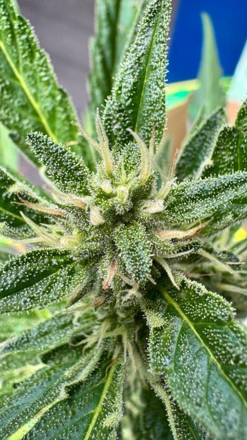 GUAVE RF3 | FAST BUDS | AUTO. Week 6