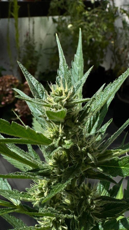 GUAVE RF3 | FAST BUDS | AUTO. Week 6