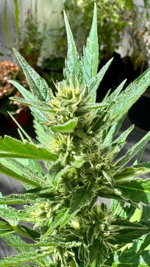 GUAVE RF3 | FAST BUDS | AUTO. Week 6