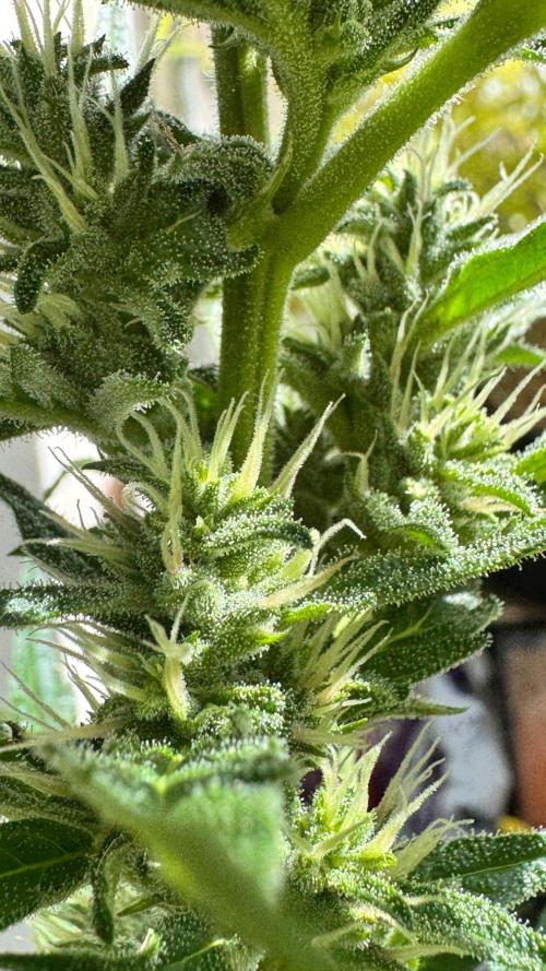 GUAVE RF3 | FAST BUDS | AUTO. Week 6