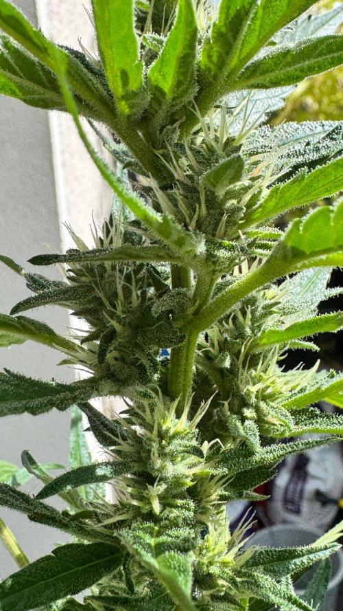 GUAVE RF3 | FAST BUDS | AUTO. Week 6