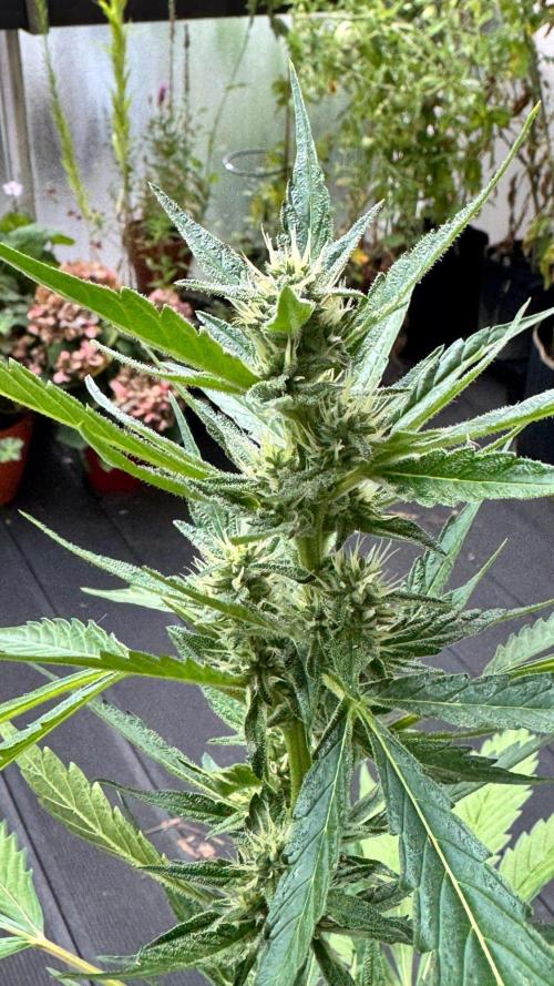 GUAVE RF3 | FAST BUDS | AUTO. Week 6