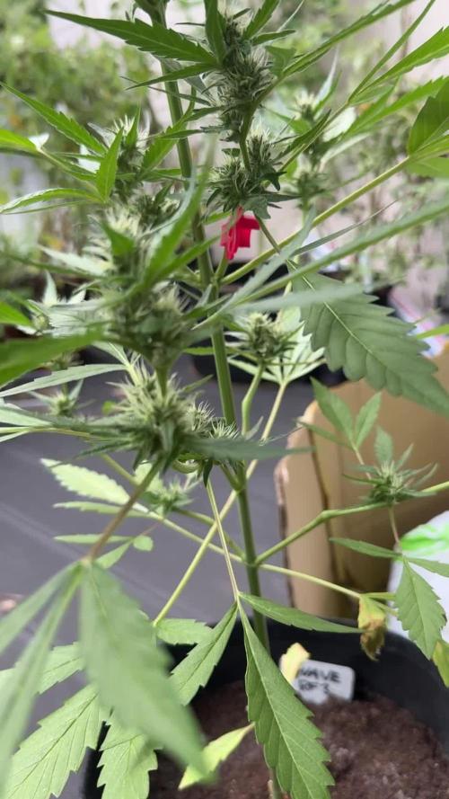 GUAVE RF3 | FAST BUDS | AUTO