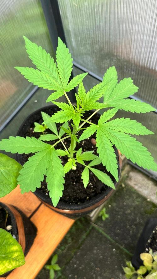 BLUEBERRY CANDIEZ AUTO | SENSI SEEDS. Week 6